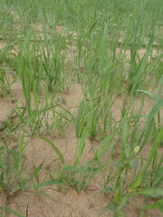 Panicum miliaceum ruderale