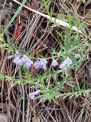 Hedeoma hyssopifolia