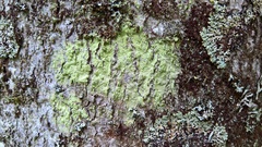 Lecanora expallens