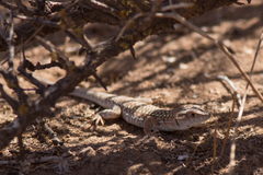 Acanthodactylus margaritae