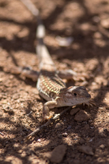Acanthodactylus margaritae