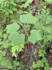 Ribes spicatum hispidulum