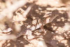 Acanthodactylus margaritae