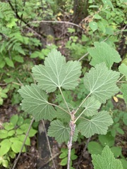 Ribes spicatum hispidulum