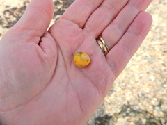 Littorina obtusata