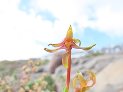 Freesia viridis viridis