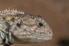Agama bibronii