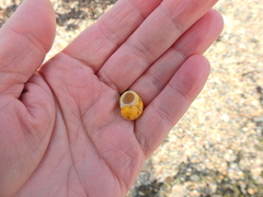Littorina obtusata