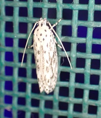 Ethmia confusella