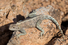 Agama bibronii