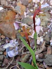 Freesia viridis viridis