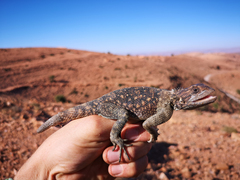 Agama bibronii