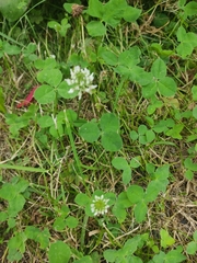Trifolium repens