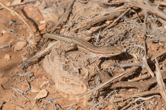 Mesalina simoni simoni