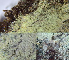 Lecanora expallens
