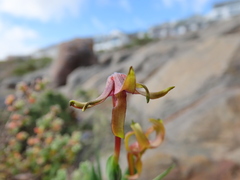 Freesia viridis viridis