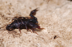 Euscorpius italicus