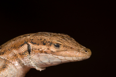 Mesalina simoni simoni