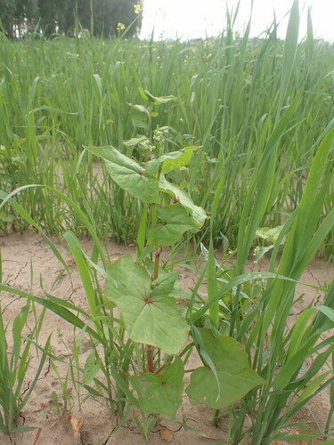 Fagopyrum tataricum iNat (2)