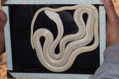 Psammophis schokari
