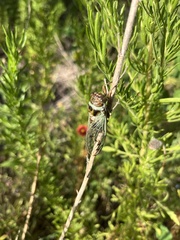 Diceroprocta marevagans