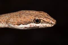 Psammophis schokari