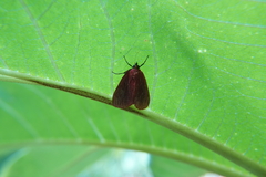 Arctioblepsis rubida