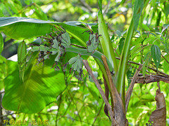 Musa itinerans kavalanensis