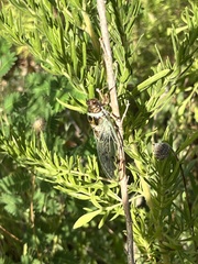 Diceroprocta marevagans