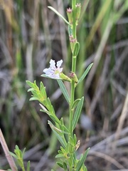 Lythrum lineare