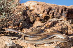 Psammophis schokari