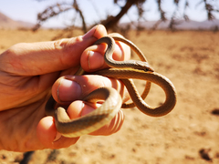 Psammophis schokari