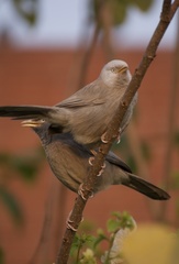 Argya striata