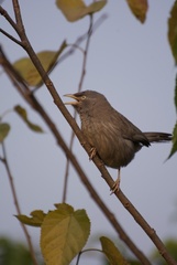 Argya striata
