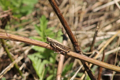 Glyptobothrus