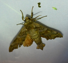 Cypoides chinensis