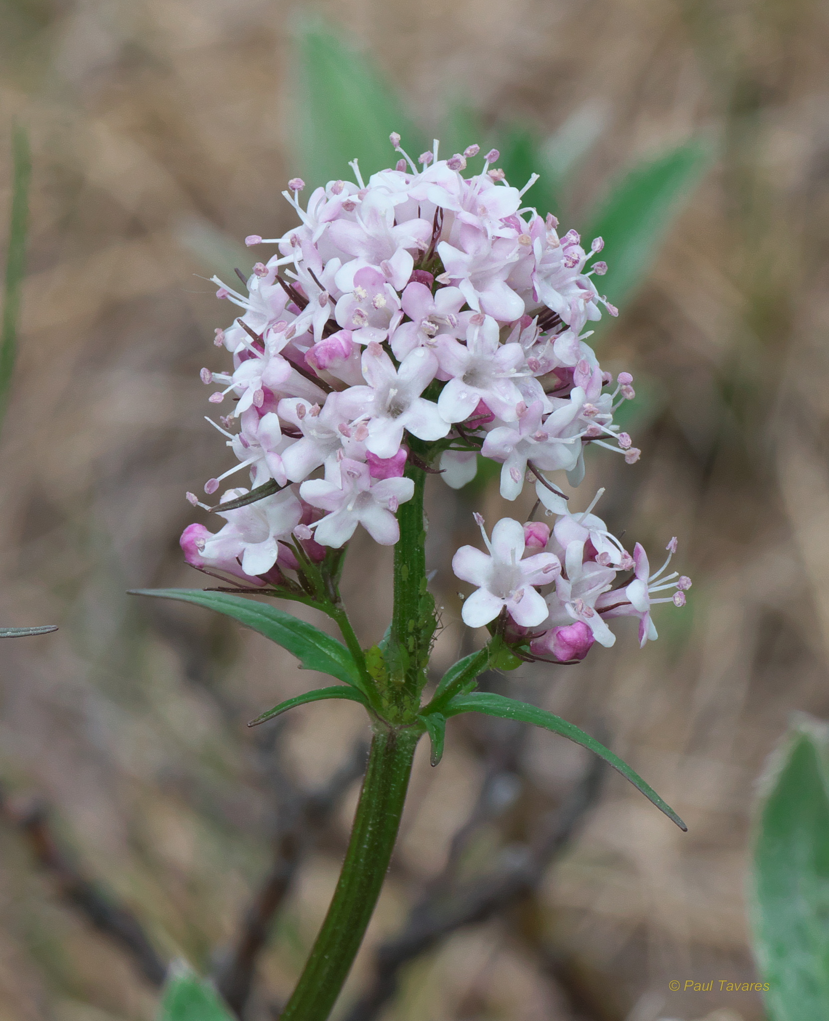Valeriana capitata