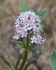 Capitate Valerian - Photo (c) Paul Tavares, some rights reserved (CC BY-NC), uploaded by Paul Tavares