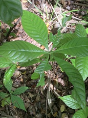 Psychotria nervosa