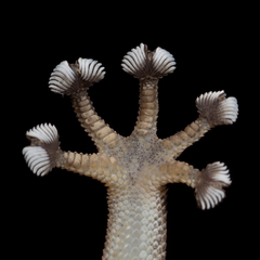 Ptyodactylus oudrii