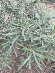 Comptonia peregrina
