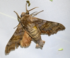 Cypoides chinensis