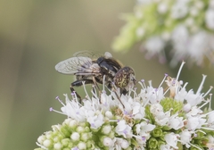 Eristalinus sepulchralis