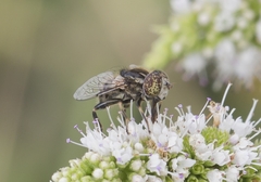 Eristalinus sepulchralis
