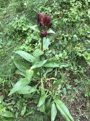 Gentiana purpurea