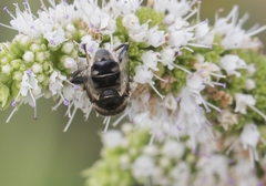 Eristalinus sepulchralis