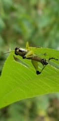 Melanoplus gracilis