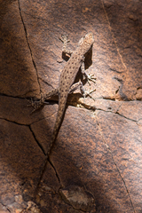 Quedenfeldtia moerens