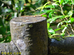 Takydromus viridipunctatus