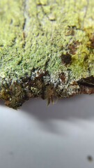 Lecanora expallens